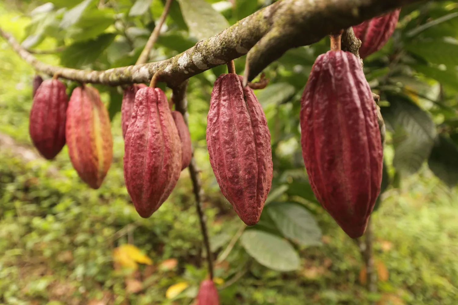 Goodnow Farms Maker’s Choice El Carmen koffie chocoladereep crunch