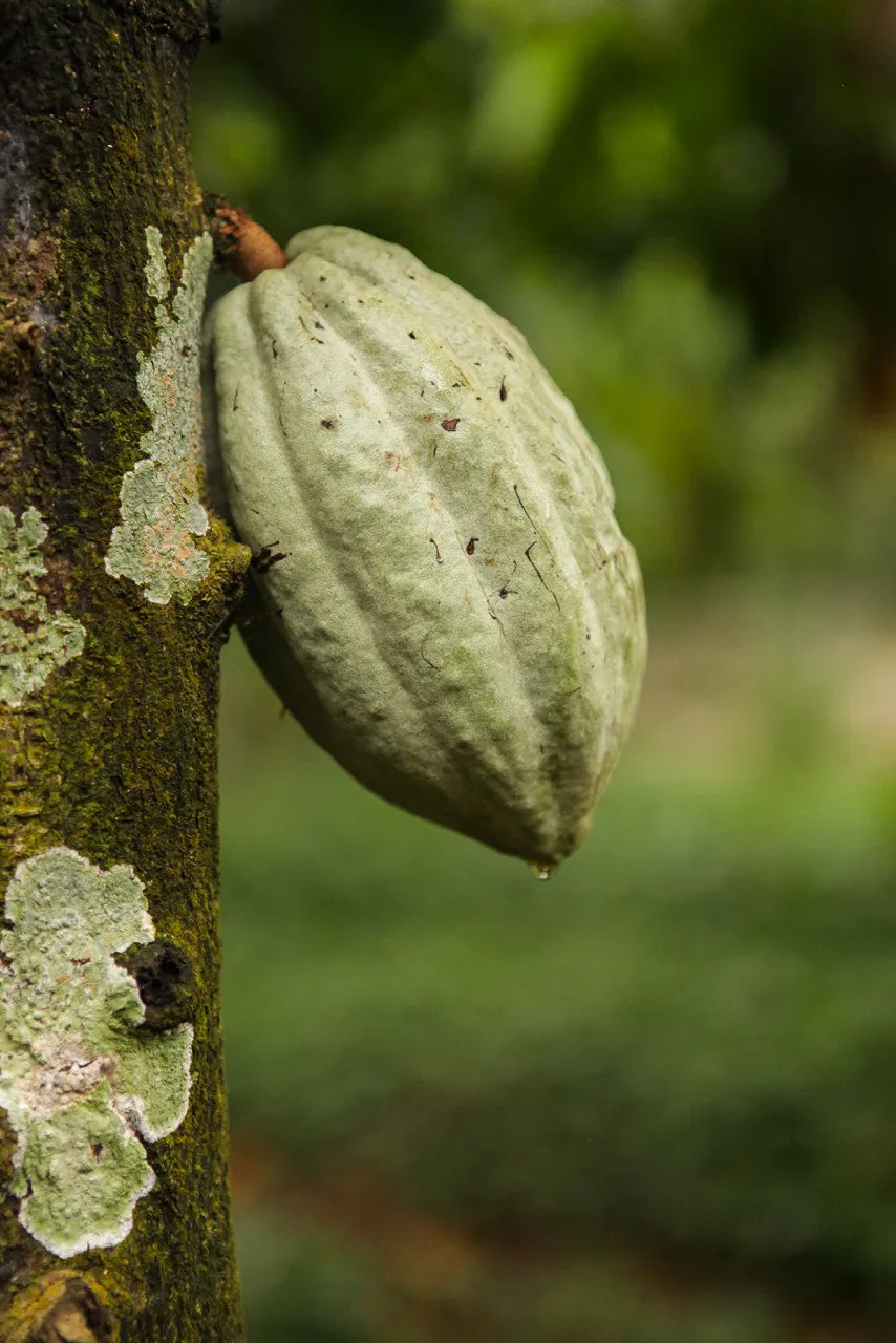 Goodnow Farms Almendra Blanca warme chocolademelk poeder