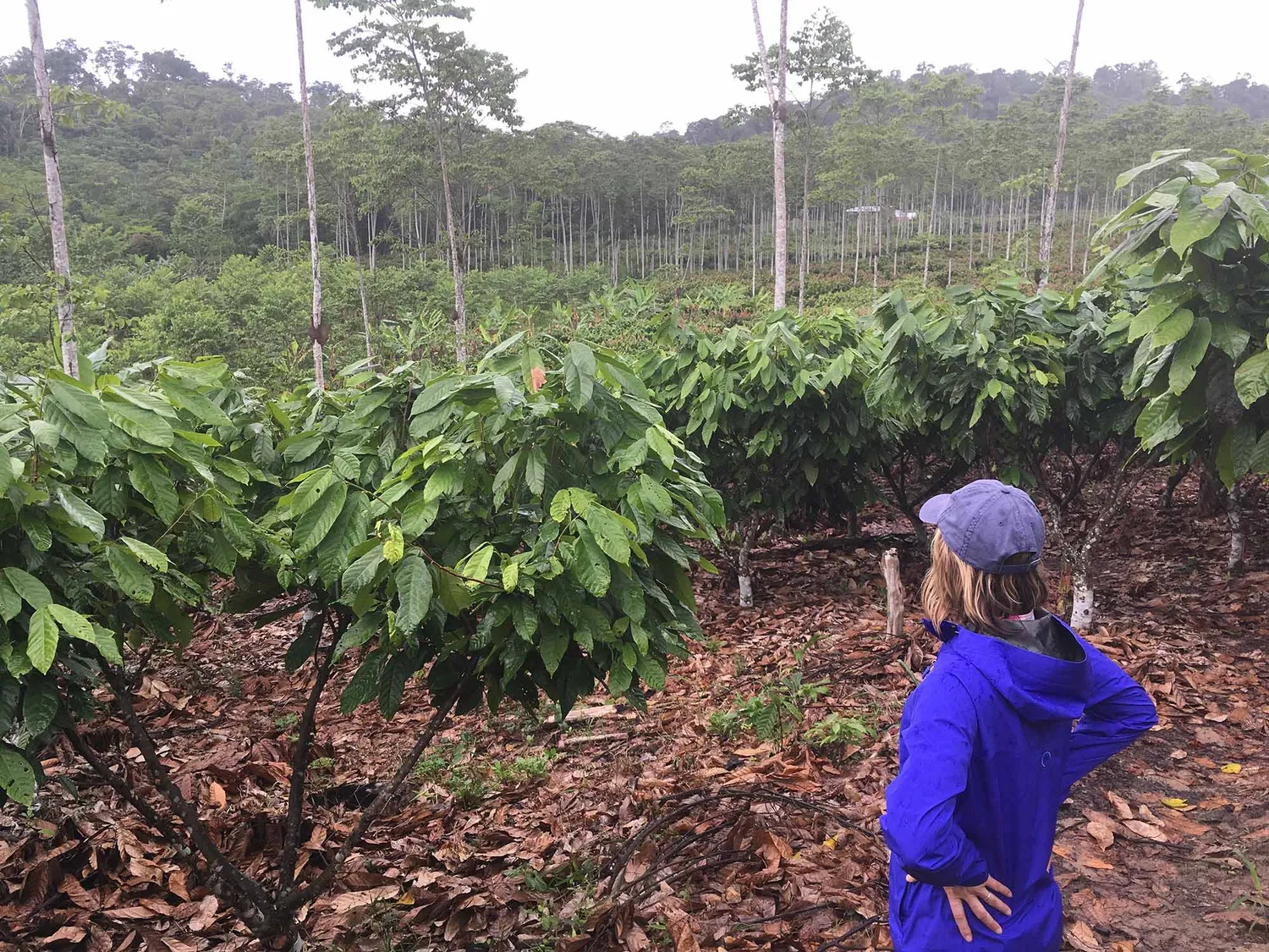 Goodnow Farms Ucayali chocoladereep Peru vegan