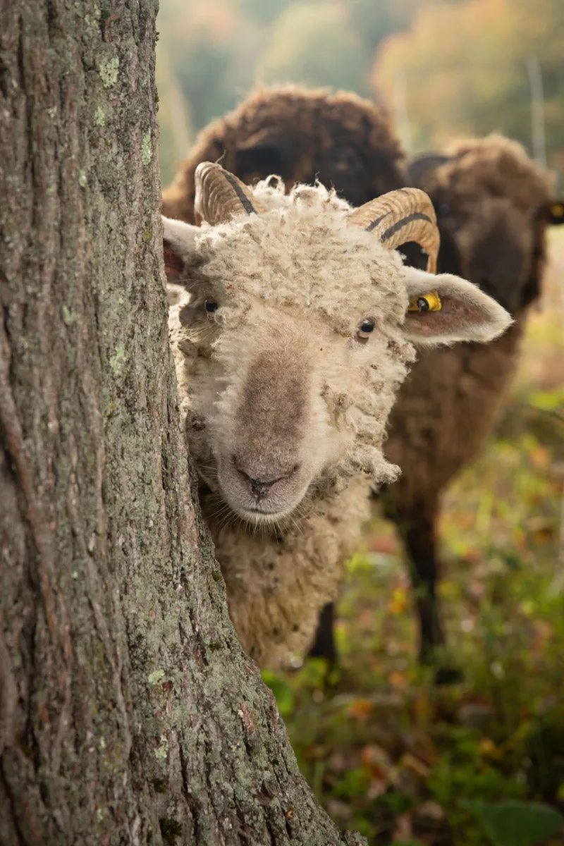 Goodnow Farms Baa Baa Butter Crunch reep schapenboter