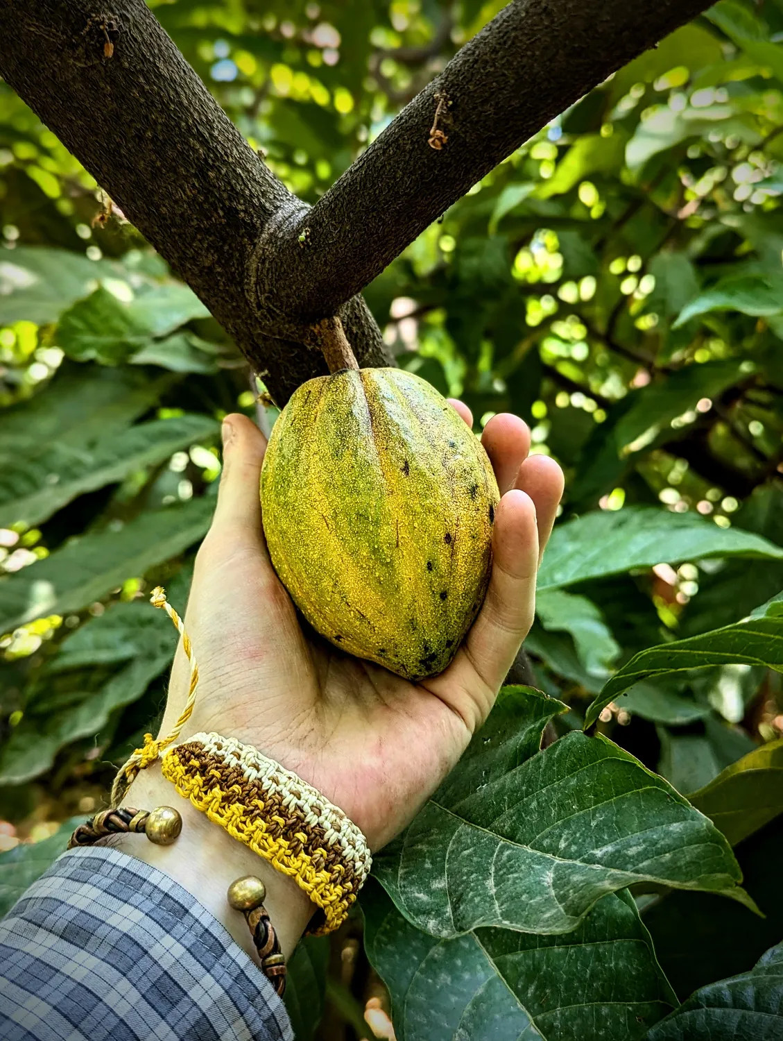 Lucid Chocolatier Chulucanas 82% chocoladereep 50g single origin