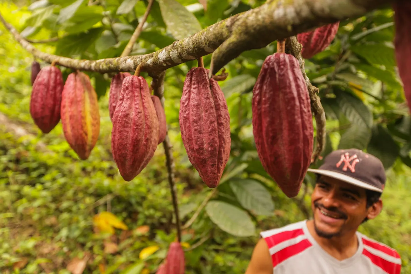 Goodnow Farms El Carmen chocoladereep Nicaragua puur