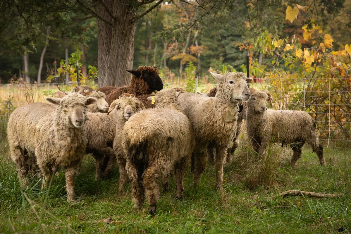 Goodnow Farms Baa Baa Butter Crunch reep schapenboter
